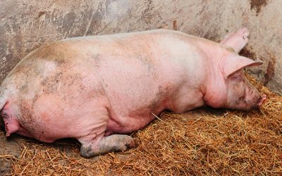 Farm fresh pork for sale in Harare