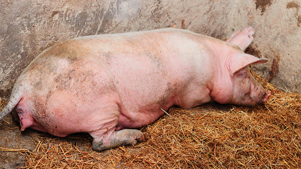 pork pigs meat for sale in harare