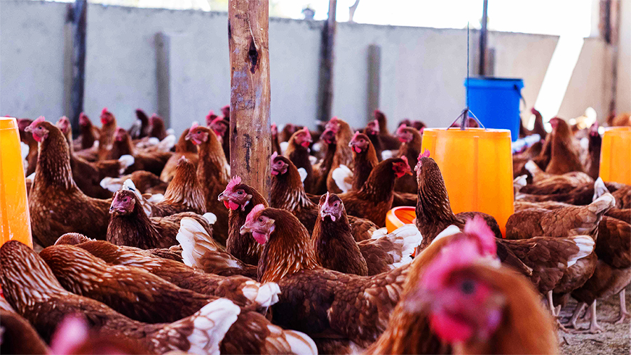 rebriel farm produce - eggs, pork, chickens, layers in Harare