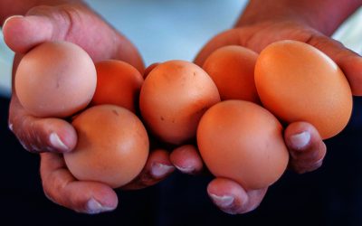 Eggs and bulk orders delivery around Harare