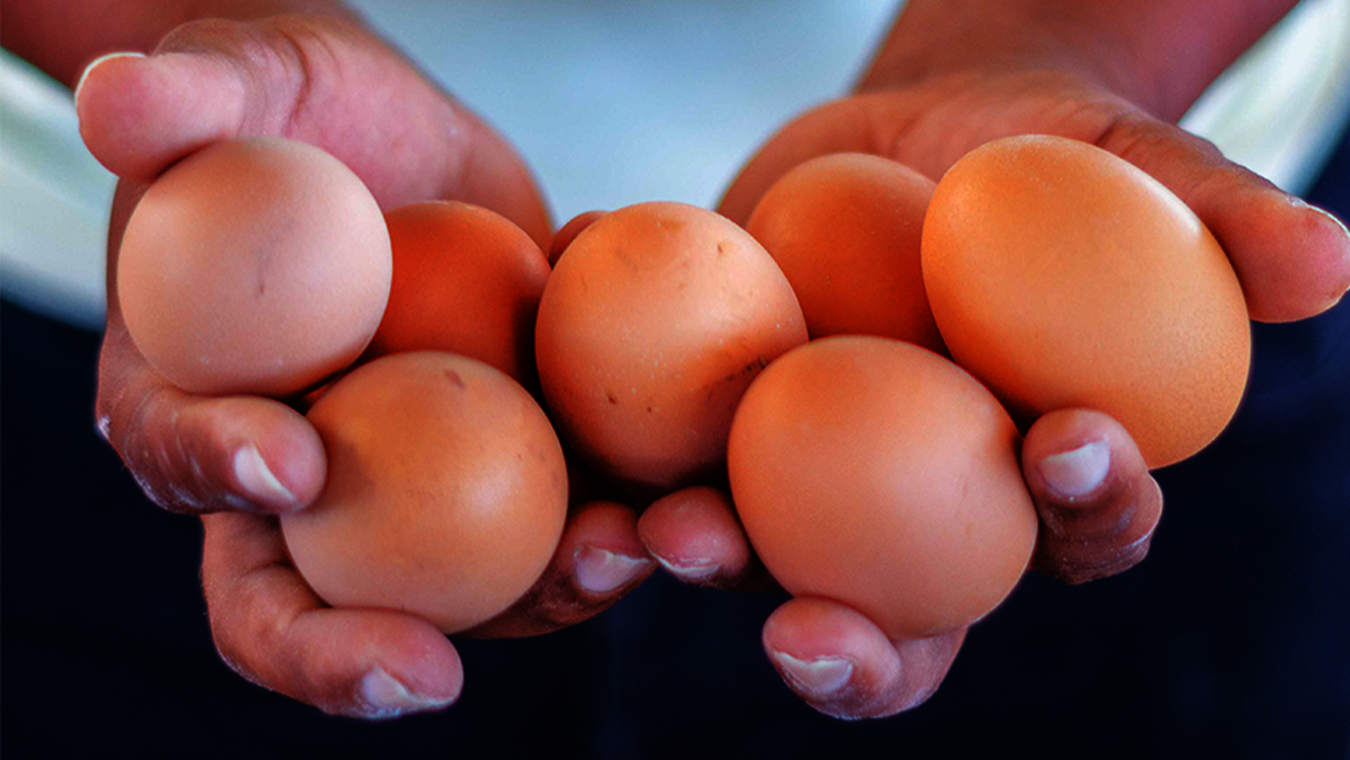 cheap eggs for sale