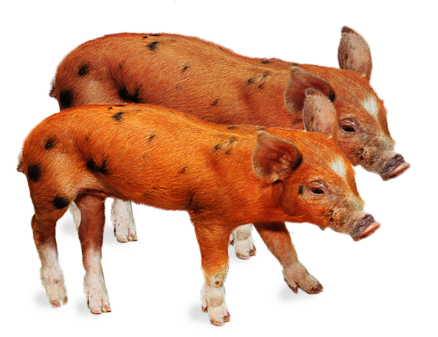 pig farming pork meat