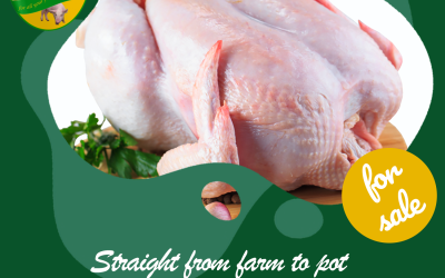 Chicken for sale – Hurry and clear them at a low prices